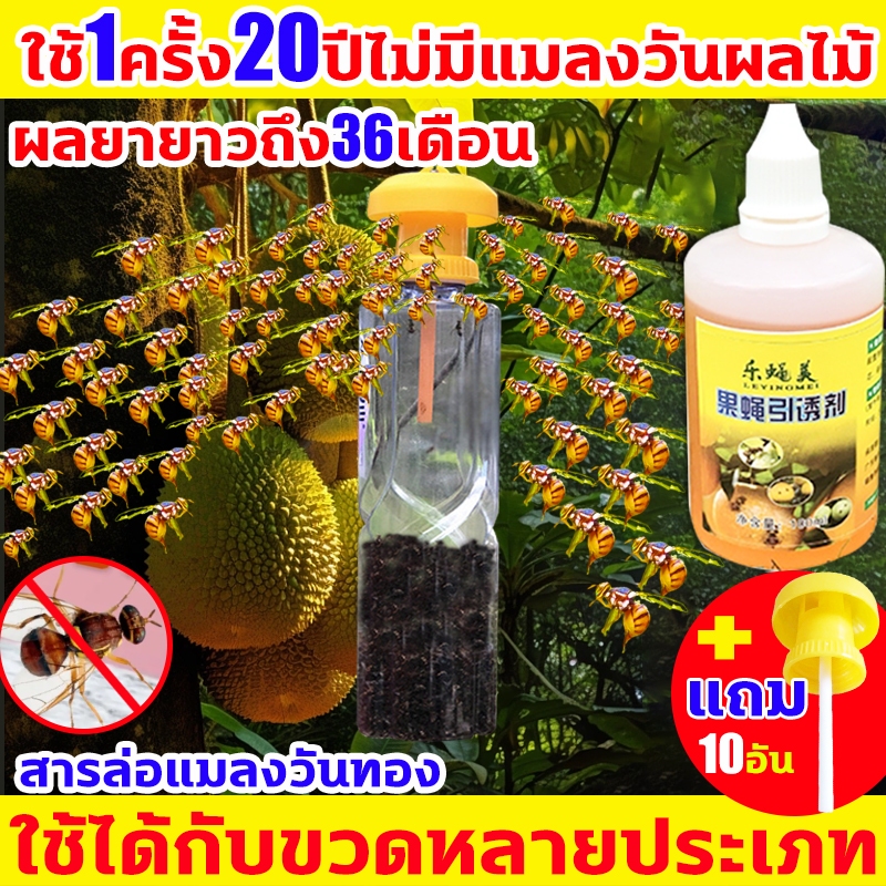 🐝แถมเครื่องเหยื่อ10อันชุด🐝สารล่อแมลงวันทอง เข้มข้นสุด ดักแมลงวันทอง น้ํายาล่อแมลงวันทอง (เมทิลยูจินอล)กับดักแมลงวันทอง