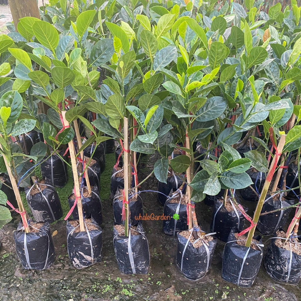 ต้นขนุน พันธุ์ ขนุนไร้เมล็ดเพชรน้ำผึ้ง กิ่งทาบ ให้ผลเร็ว ขนุนไร้เมล็ด ไร้ยาง (รับประกัน ส่งใหม่ฟรี หากสินค้าเเสียหาย!!) - รูปที่ 2