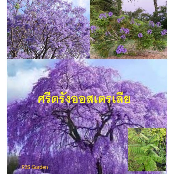 ต้น ศรีตรังออสเตรเลีย Jacaranda mimosifolia ศรีตรัง แคฝอย ดอกสีม่วง ต้นใหญ่ ติดดอกเร็ว