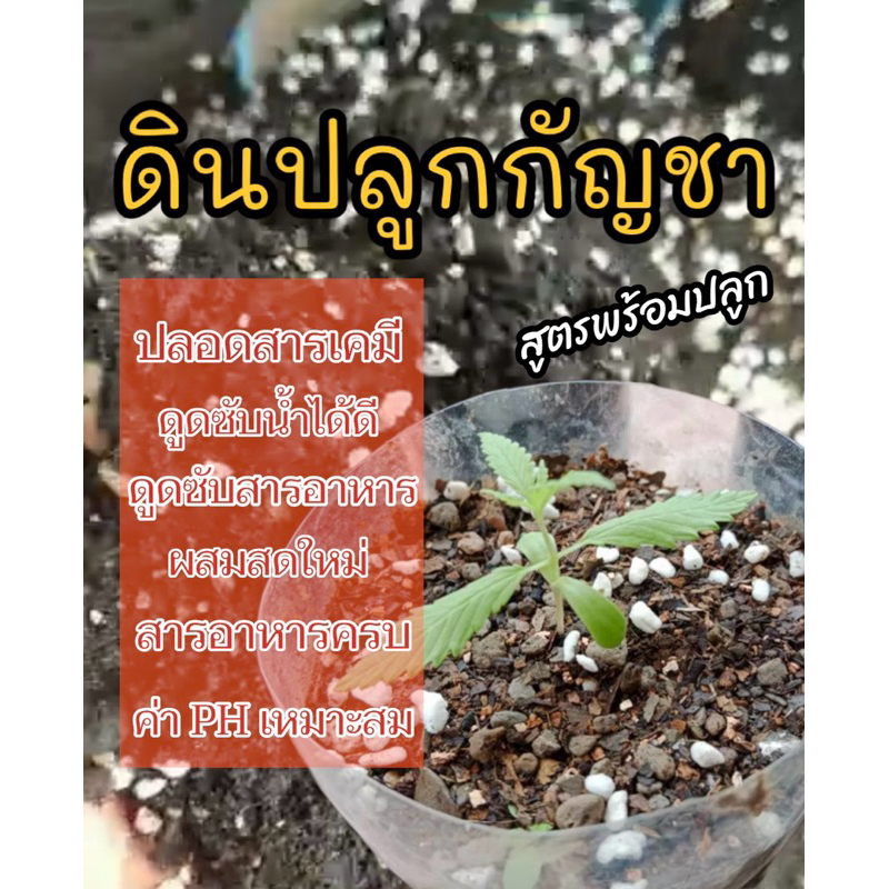 ดินพีสมอสสำหรับปลูกกันชา สูตรผสมสำเร็จพร้อมลงกระถาง ฟรีปุ๋ยเร่งฮอร์โมน เร่งราก เร่งโต