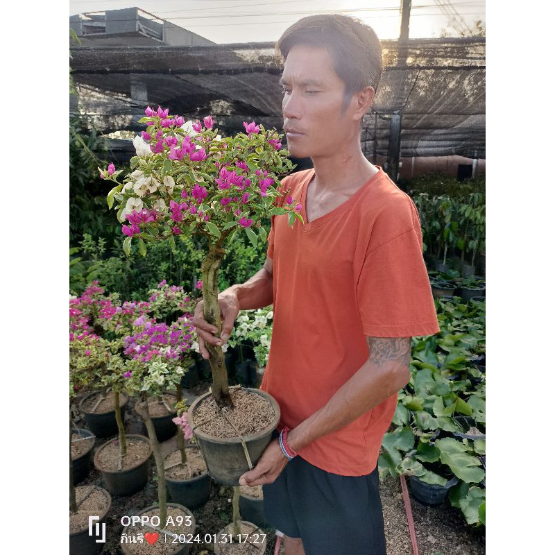 ต้นเฟื่องฟ้า ไม้ประดับดอกสวย ส่งทั้งกระถาง สูง70-80ซม.ฟอร์มสวยทุกต้น ส่งแบบคละสีให้นะคะ