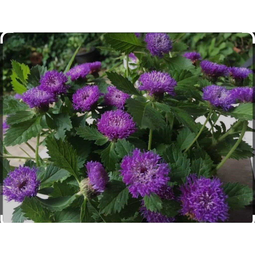 ต้นกระดุมไพลิน (Brazillian Button ) Patsorntree