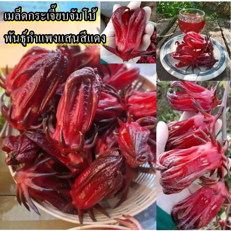 40+ เมล็ด เมล็ดกระเจี๊ยบจัมโบ้ พันธุ์กำแพงแสนสีแดง (หายาก ผลใหญ่จัมโบ้ รสชาติเปรี้ยว ปลูกง่ายชอบแดด ออกฝักดก)