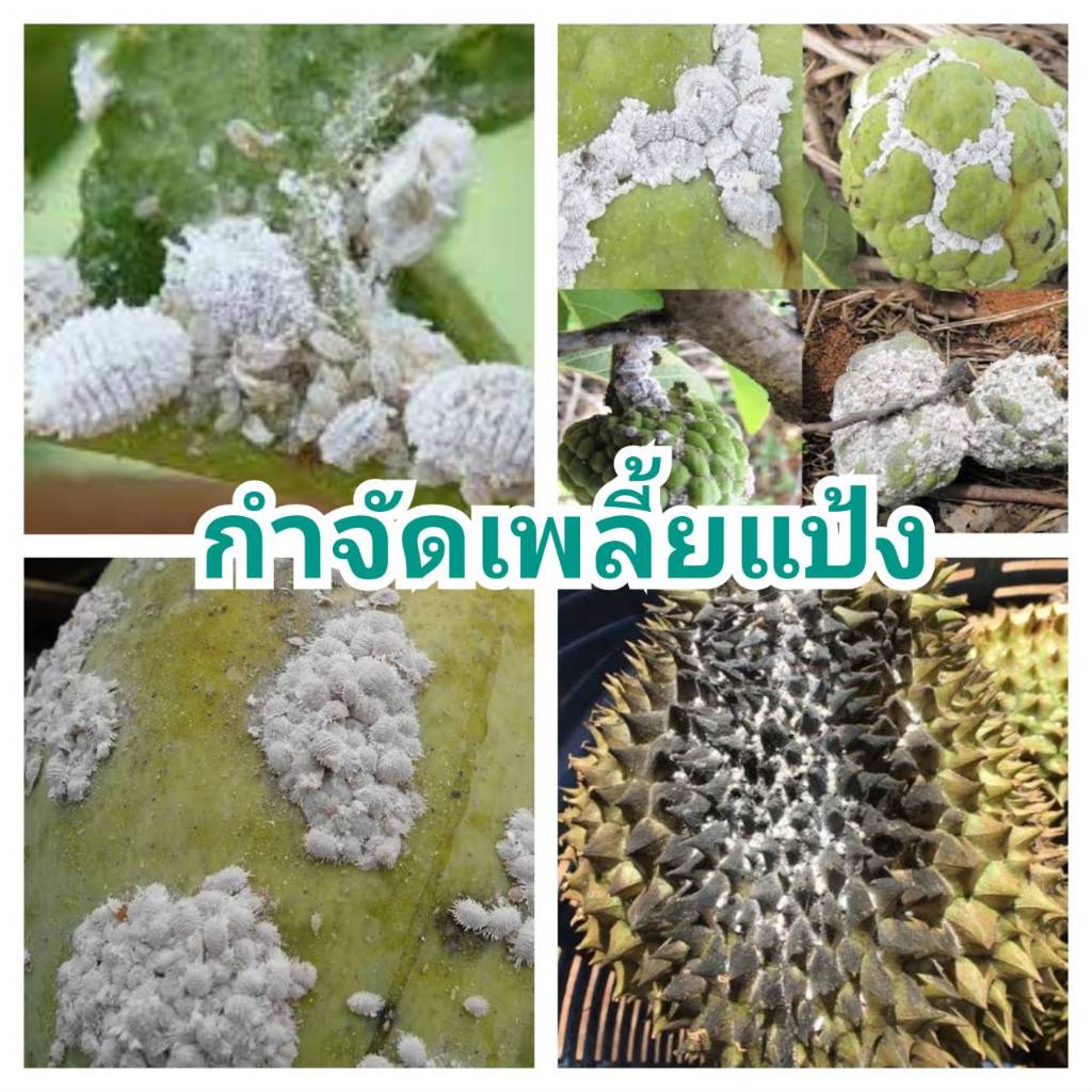 เมตาไรเซียม+บิวเวอร์เรีย แพ็คคุ้ม 2 กิโล 4 ซอง ขนาด 500 กรัม ไร้หนอน ไร้เพลี้ย ไร้แมลงรบกวน ใช้ดีบอกต่อ คุ้มราคา - รูปที่ 4