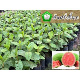 ต้นฝรั่งขี้นก ฝรั่งขี้นกไส้แดง 🎉ต้นแข็งแรง 🌿 สินค้าเสียหาย แ…