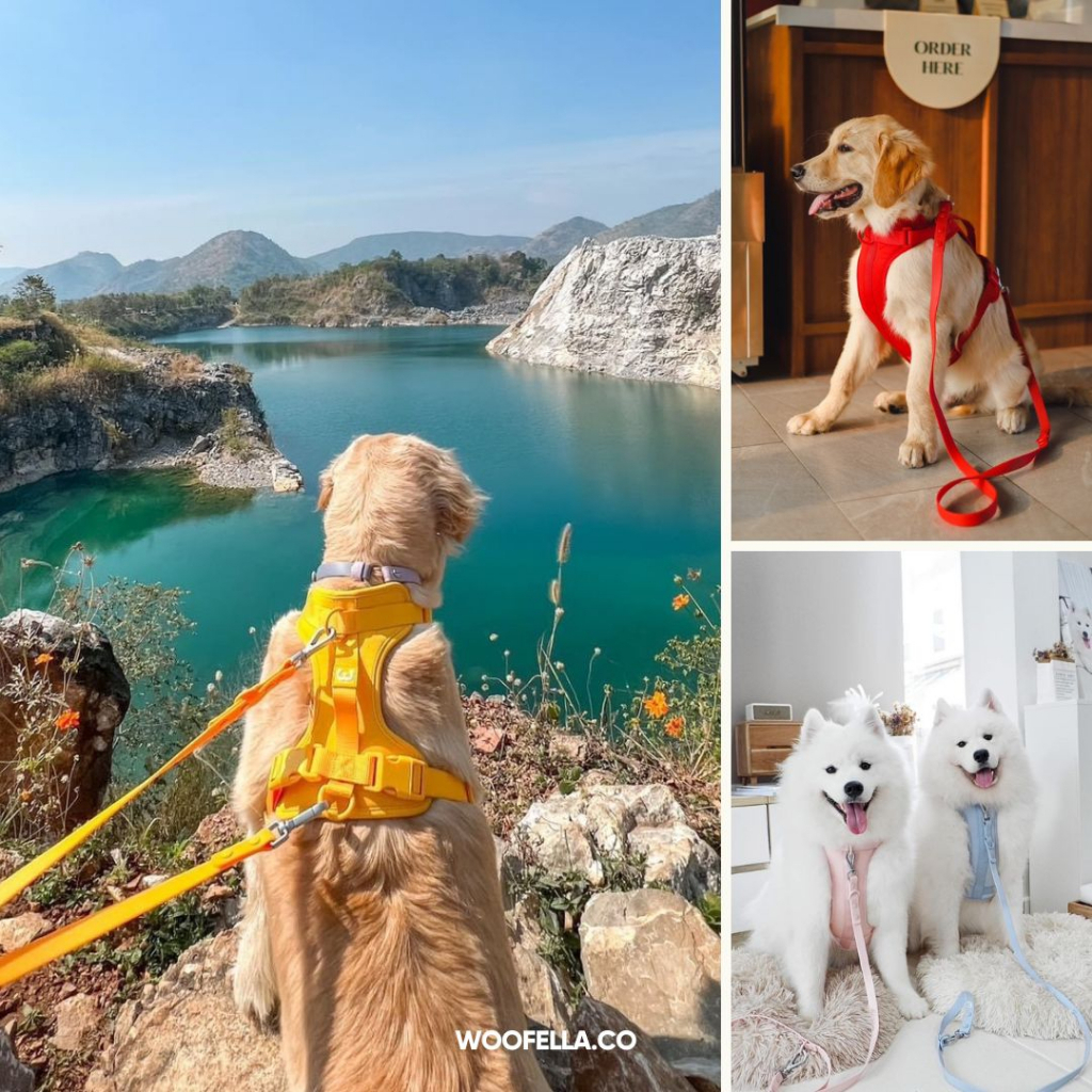 (กรุณาทักแชทสอบถามสีที่พร้อมส่งก่อนสั่ง) Woofella Walk Kit เซ็ตเสื้อรัดอกพร้อมสายจูง สายจูงสุนัขใหญ่ สายจูงรัดอกสุนัข