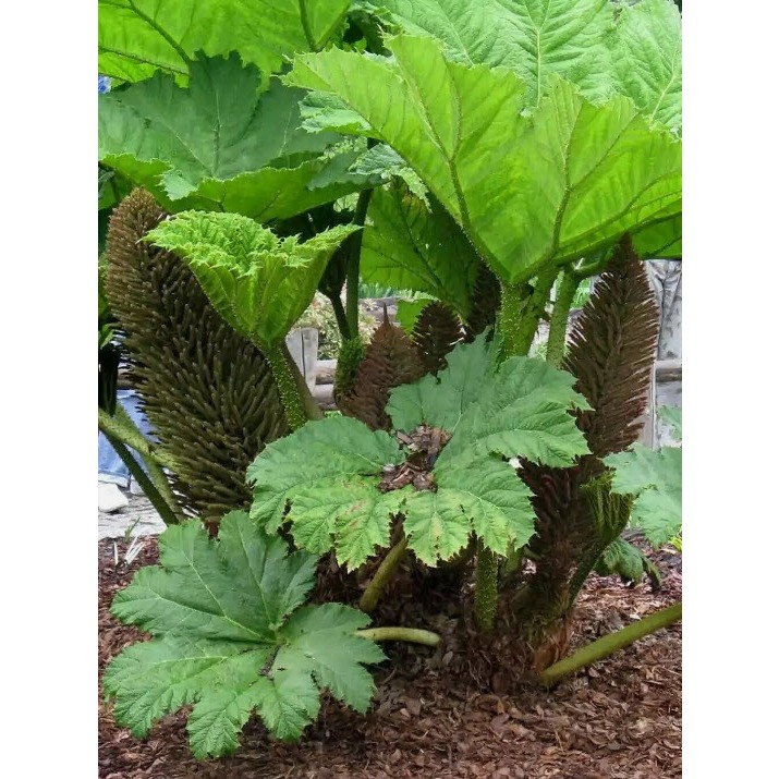เมล็ดพันธุ์ ไจแอนท์ รูห์บาบ / รูห์บาบยักษ์ Giant Rhubarb (Poland)