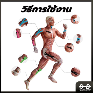 ส่งจากไทย⚡ เทปบำบัด พันกล้ามเนื้อ 5cmx5m 2.5cmx5m คิเนสิโอ มีกาวในตัว Sports Bandage