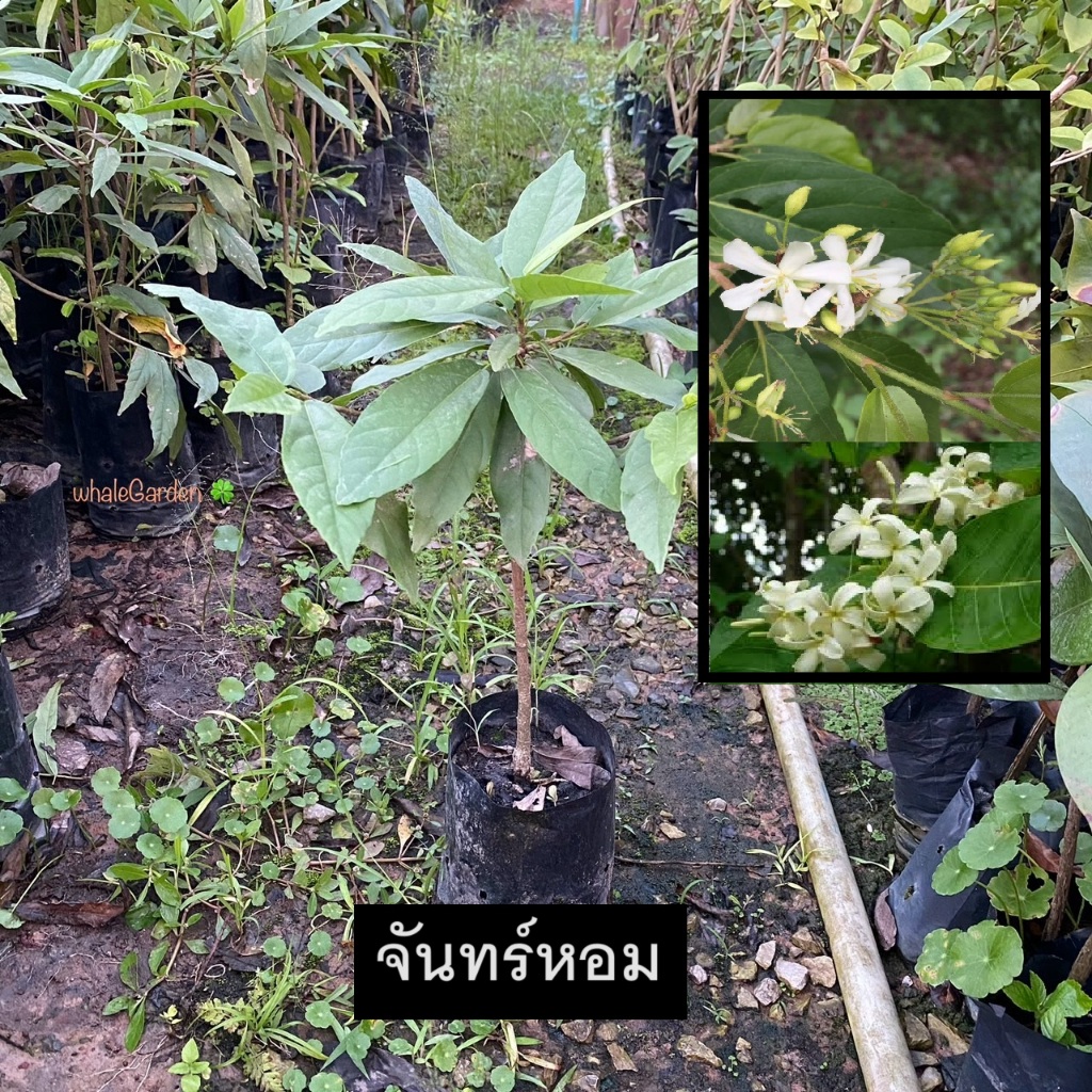 ต้นจันทน์หอม จันทน์หอม (Kalamet Tree) ไม้จันทน์หอม ไม้ป่ามีดอกกลิ่นหอม (รับประกัน ส่งใหม่ฟรี หากสินค้าเเสียหาย!!)