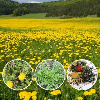 ชาแดนดิไลออน ใบแดนดิไลออน เกรด A ของแท้ คุณประโยชน์สูง นิยมมากในต่างประเทศ Dandelion leaf Tea