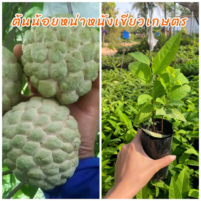 ต้นน้อยหน่าหนังเขียวเกษตร ต้นพันธุ์เพาะเมล็ด เนื้อเยอะ เม็ดน้อย หอมหวานปลูก 2 ปีติดผล ขนาดต้น15ซม.