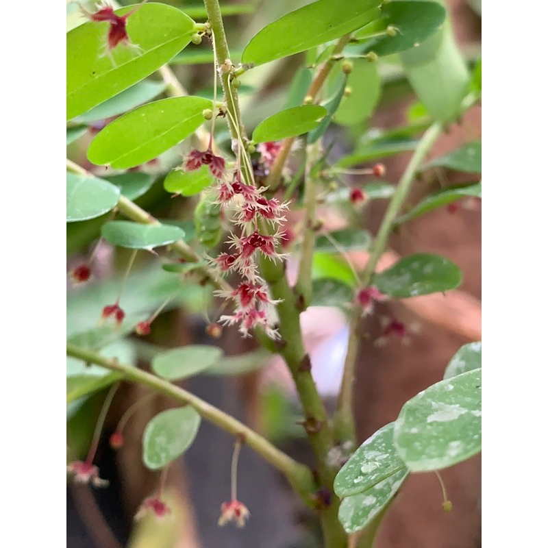 ว่านธรณีสาร ต้นใหญ่กระถาง 6 นิ้ว ต้นสูงใหญ่สวย ปลูกไว้ในบ้านจะเป็นสิริมงคล ทำให้มีความสุขร่มเย็น ว่านธรณีสารงอกงามดี