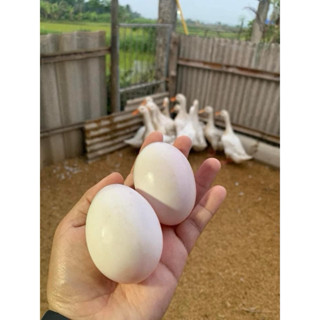 ไข่เชื้อ