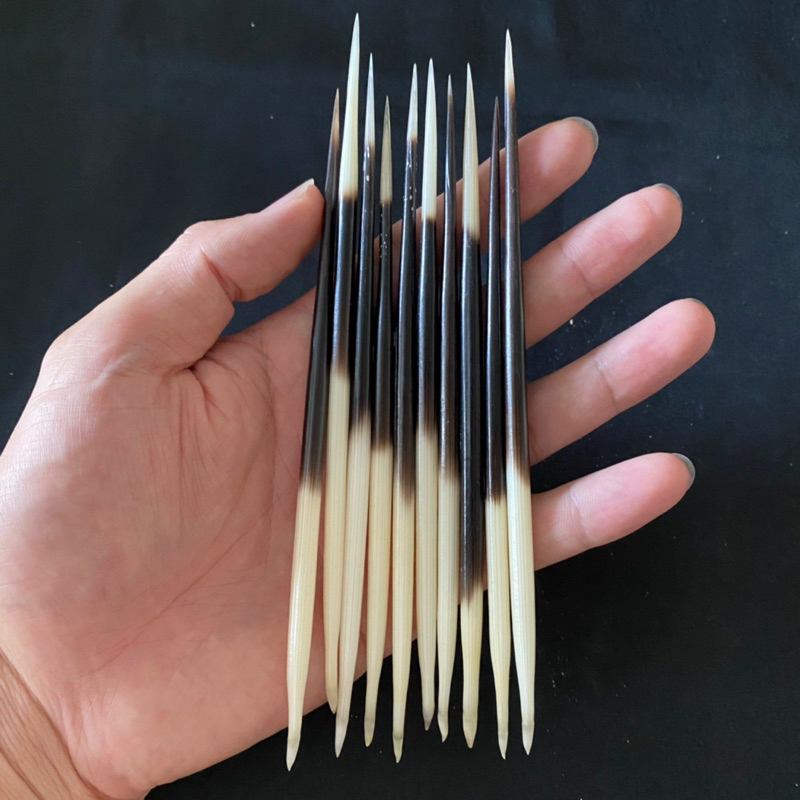 ของแท้ PORCUPINE QUILL เหมาะสำหรับตกแต่งบ้านและทำงานฝีมือ