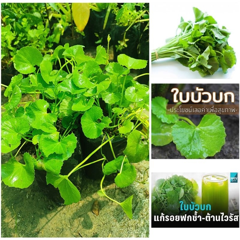 ต้นใบบัวบก ชำถุงเเตกกอพร้อมปลูก ผักสมุนไพรพื้นบ้าน ปนะกอบอาหารได้หลายเมนู สินค้าเสียหายยินดีเคลมฟรี