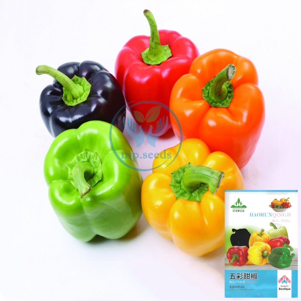 เมล็ดพริกหวาน คละสี/ส้ม/ม่วง/เหลือง/แดง 50-140 เมล็ด  Bell Pepper Color เมล็ดนำเข้า  สายพันธุ์ OP