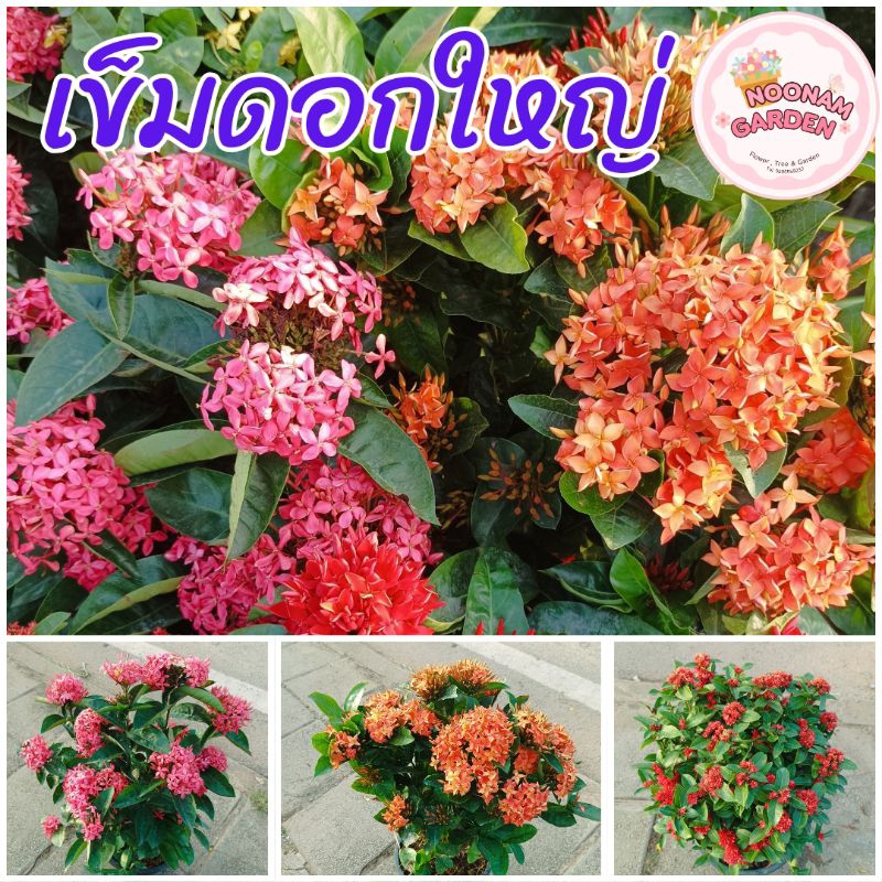 ต้นเข็มดอกใหญ่ เข็มพิกุล เข็มใหญ่ กระถาง 11 นิ้ว