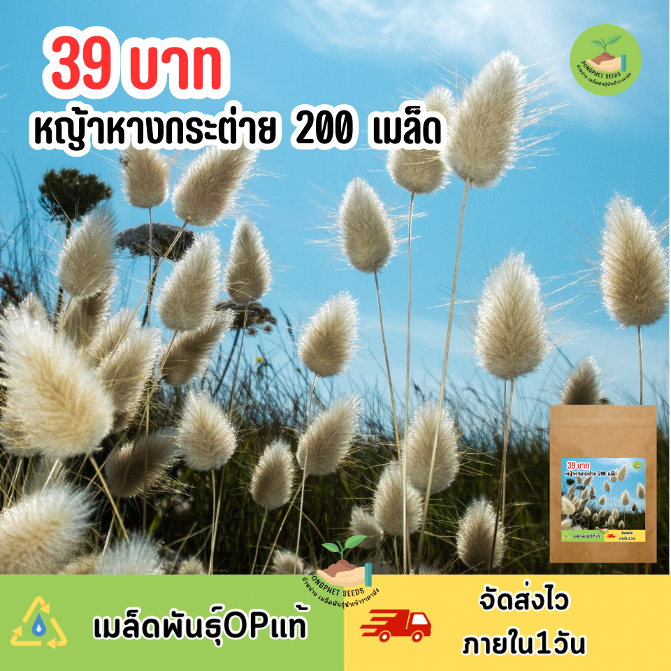 เมล็ดพันธุ์หญ้าหางกระต่าย 200 เมล็ด