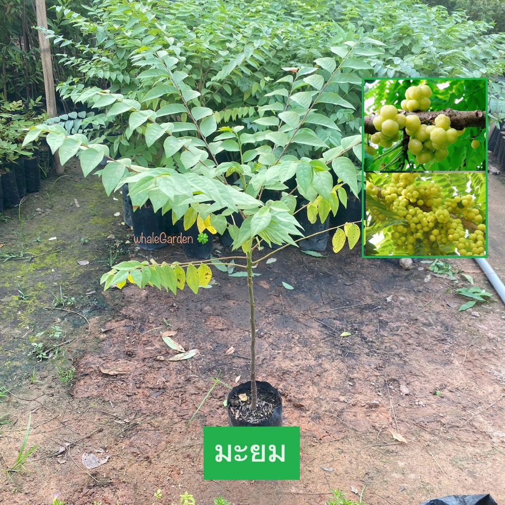 ต้นมะยม มะยม มะยมเปรี้ยว Star Gooseberry ขายราคาถูก (รับประกัน ส่งใหม่ฟรี หากสินค้าเเสียหาย!!)