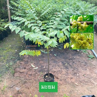 ต้นมะยม มะยม มะยมเปรี้ยว Star Gooseberry ขายราคาถูก (รับประก…