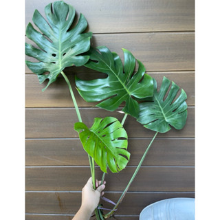 มอนสเตอร่า ไจแอนท์ ไม้ยอดตัดสด (ฝักกินได้) ขนาดตามรูป; โปรดอ…