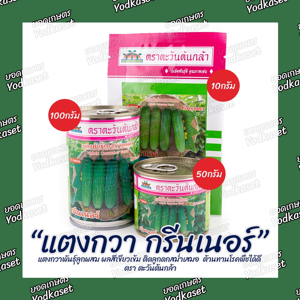 เมล็ดพันธุ์แตงกวากรีนเนอร์ ตรา ตะวันต้นกล้า ขนาด 100 กรัม 50 กรัม 10 กรัม