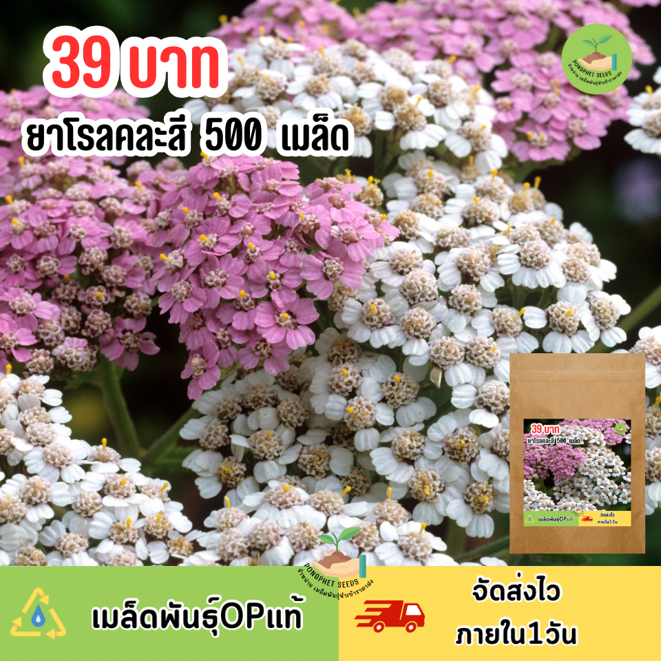 เมล็ดพันธุ์ดอกยาโรลคละสี 500 เมล็ด