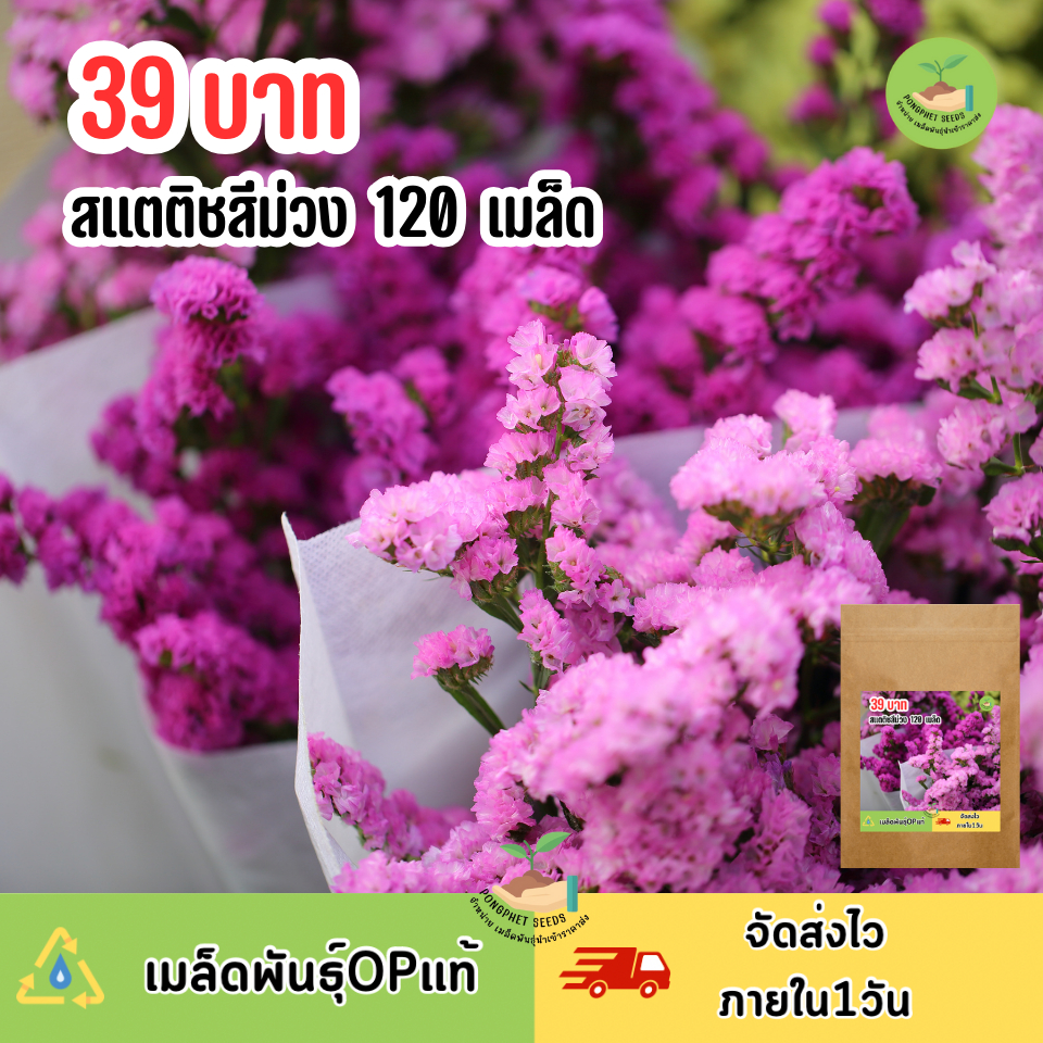 เมล็ดพันธุ์ดอกสแตติสสีม่วง 120 เมล็ด