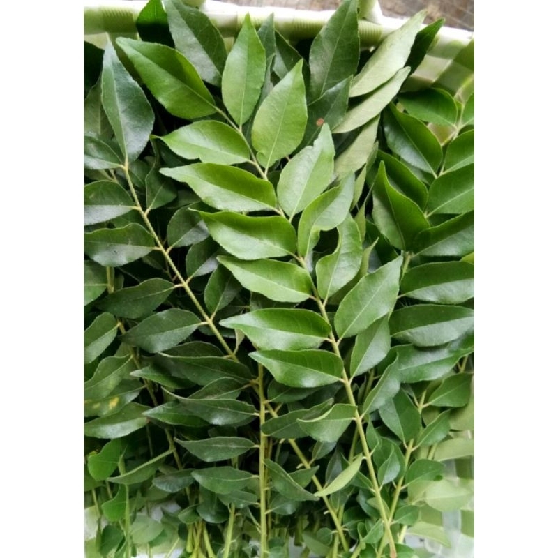 Organic Curry Leaves 100g. fresh / ใบแกง ใบหอมแขก ออแกนิค สด