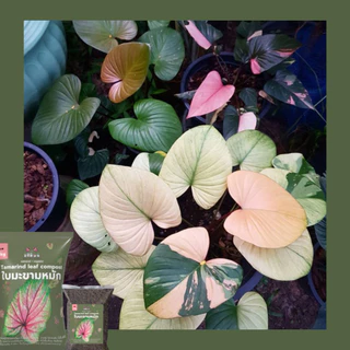 ใบมะขามหมัก 100% ปุ๋ยหมักจากใบมะขาม 1kg ช่วยกัดสีใบให้สด สีเข้ม สีสวย บอนสี กุหลาบ เสน่ห์จันทร์ ไม้ประดับ ไม้ดอก