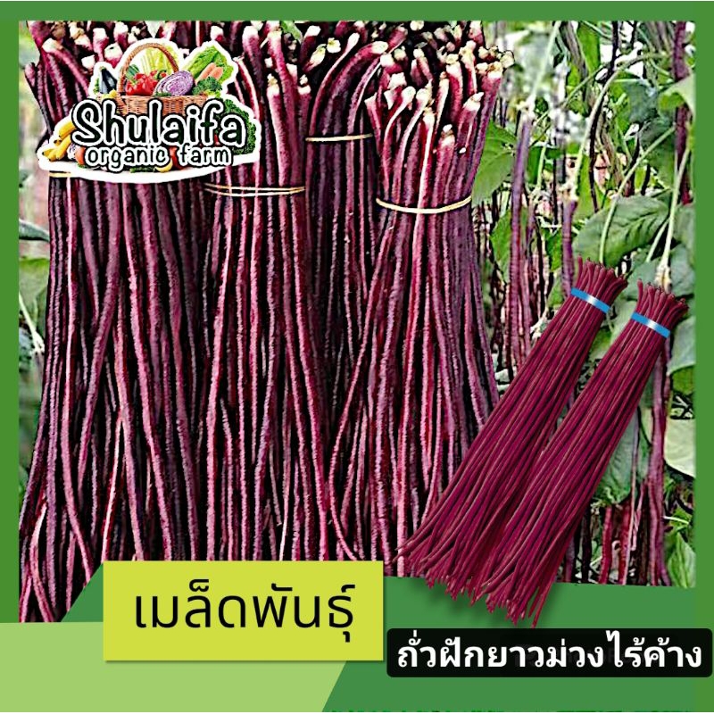 5แถม1เมล็ดถั่วผักยาวม่วงไร้ค้าง 70-90เมล็ด เมล็ดพันธุ์ถั่วฝักยาวพันธุ์ดี เมล็ดพันธุ์คัดพิเศษ อัตรากา