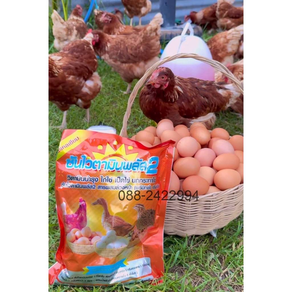 วิตามินไก่ไข่ บำรุงไก่ไข่ วิตามินไข่ บำรุงไข่ (ชุดนี้ 2 กิโล) ยี่ห้อ ซันไวตามินพลัส2