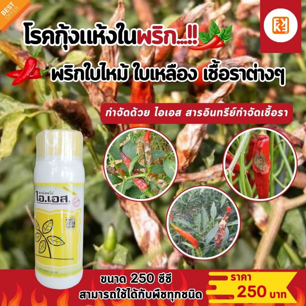 โรคกุ้งแห้งในพริก พริกใบเหลือง พลิกใบแห้ง เมล็ดพริกแห้ง โรคพริกที่เกิดจากเชื้อราต่างๆ ป้องกันแลtกำจัดด้วย ไอเอส และFK-T