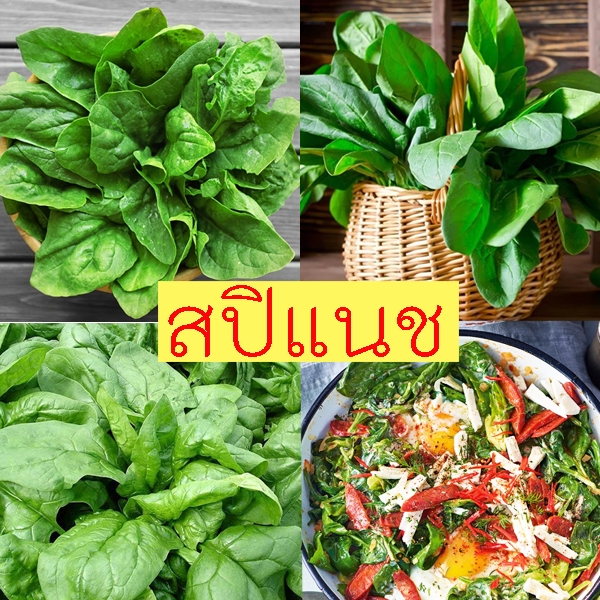สปิแนช 10แถม1 ถูกที่สุด10บ. เมล็ดพันธุ์สปิแนช50-300 เมล็ด งอกง่าย ปลูกง่าย ปลูกได้ทุกที่ ทำผักโขมอบชีสอร่อย