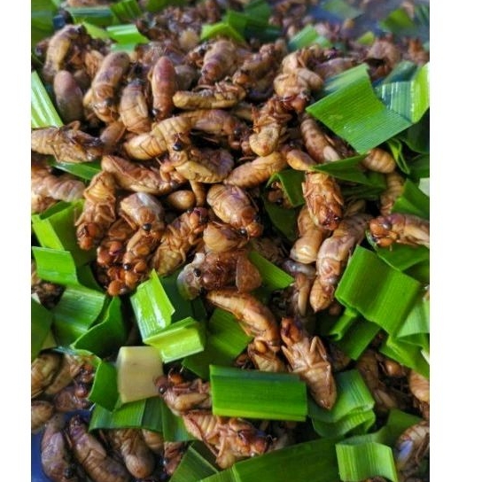 จั๊กจั่นทอด ตัวอ่อนจั๊กจั่น ตัวดักแด้ ของสดๆใหม่ๆ (แบบทอด) 100 กรัม