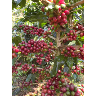 เมล็ดกาแฟ แม่จันใต้ A washed (500 g.)