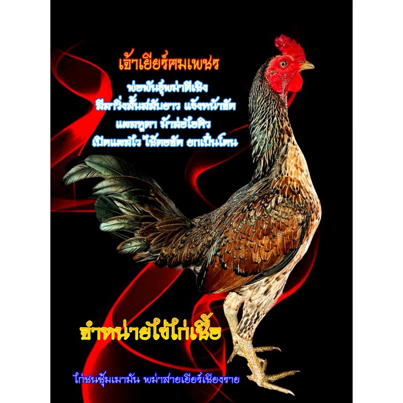 ไข่ไก่ชนพม่าสายเยียร์/ไข่เชื้อไก่ชนสำหรับเอาไปฟักเอง