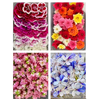 ดอกไม้กินได้ปลอดสาร 🌸 แต่งเค้ก แต่งอาหาร 🌸 ตัดสด ส่งตรงจากฟาร์มมาตรฐาน GAP
