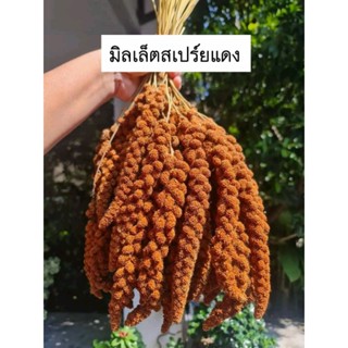 อาหารนก มิลเลตสเปรย์แดง ขนมนก อาหารนกหงส์หยก อาหารนกแก้ว อาห…