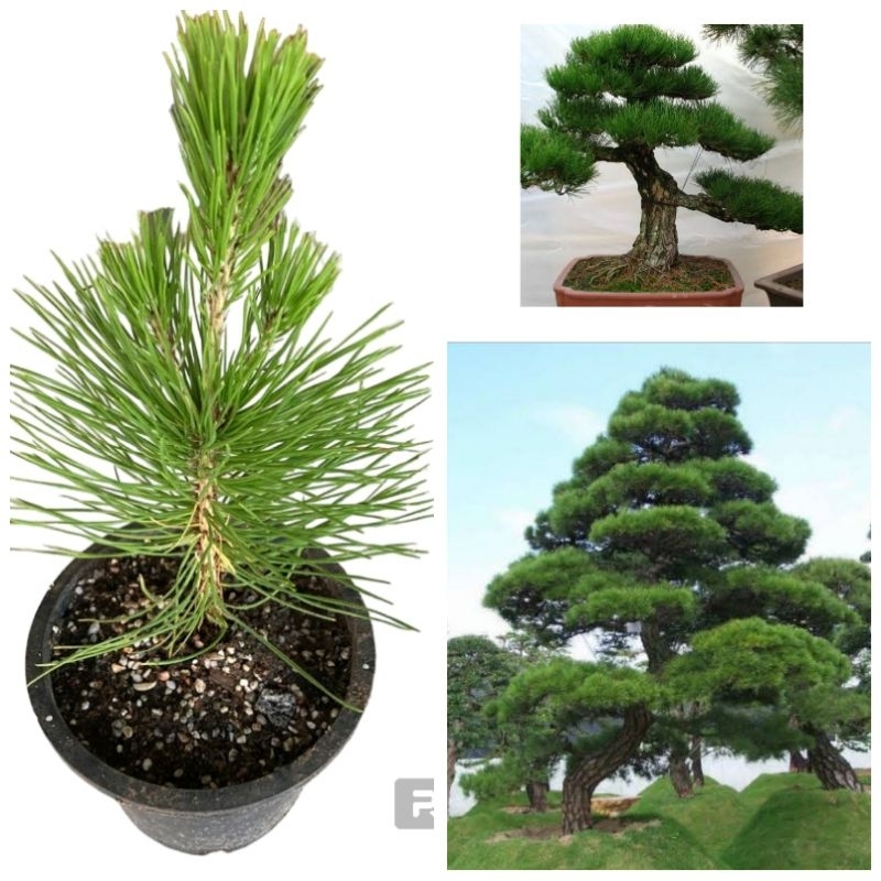 🌲สนดำญี่ปุ่น (Japanese black pine) กระถาง6” 20-30cm