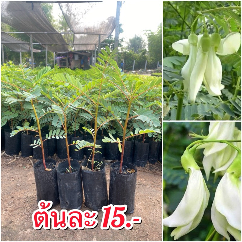 ต้นดอกแคขาว (พันธ์ต้นเตี้ย)