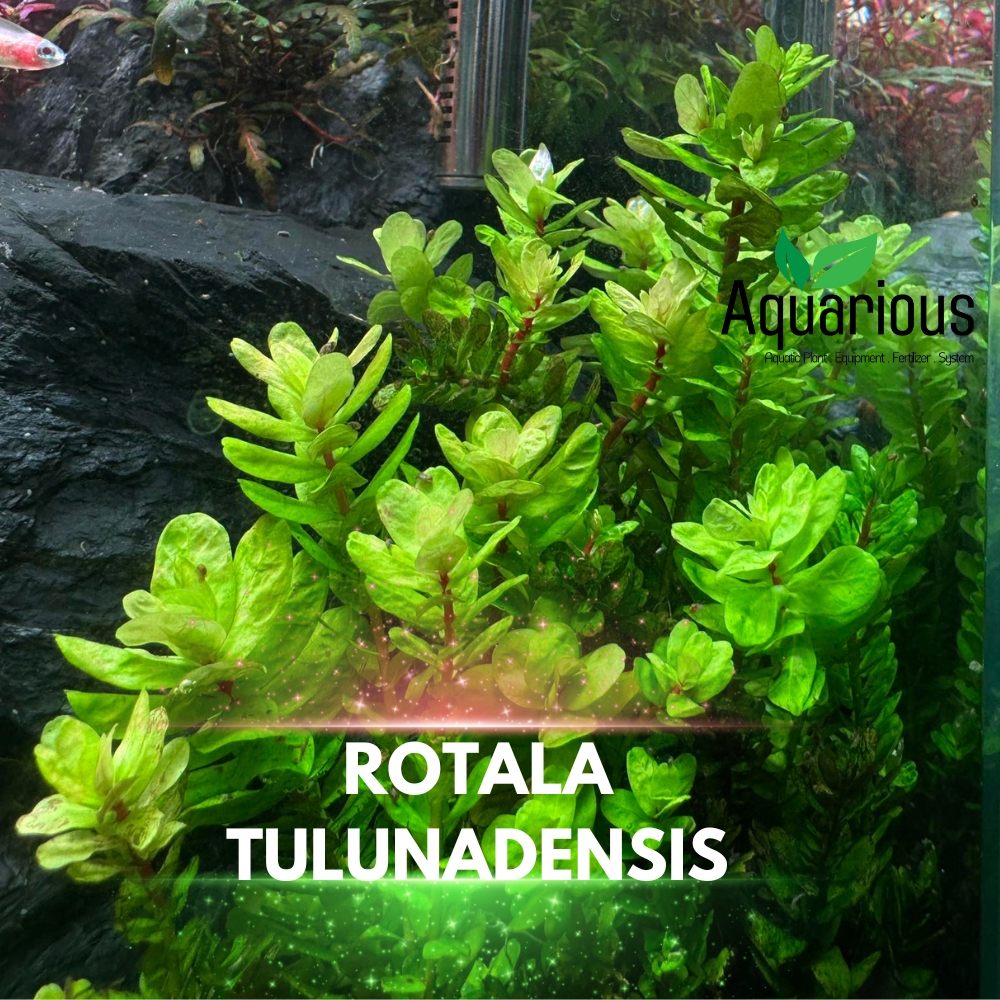 Rotala Tulunadensis ( โรทาล่า ทูลูนาเดนซิส) ไม้ข้อแรร์หายาก โตช้า ใบเขียวเหลืองเรื่อๆธรรมชาติ (พร้อมส่ง) – โปรปัง