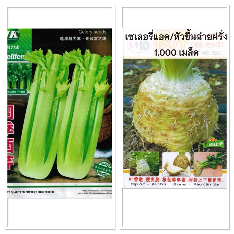 เมล็ด ขึ้นฉ่ายฝรั่ง เซเลอรี่  4,000+ เมล็ด  Celery Seeds  สายพันธุ์ OP หัวขึ้นฉ่ายฝรั่ง