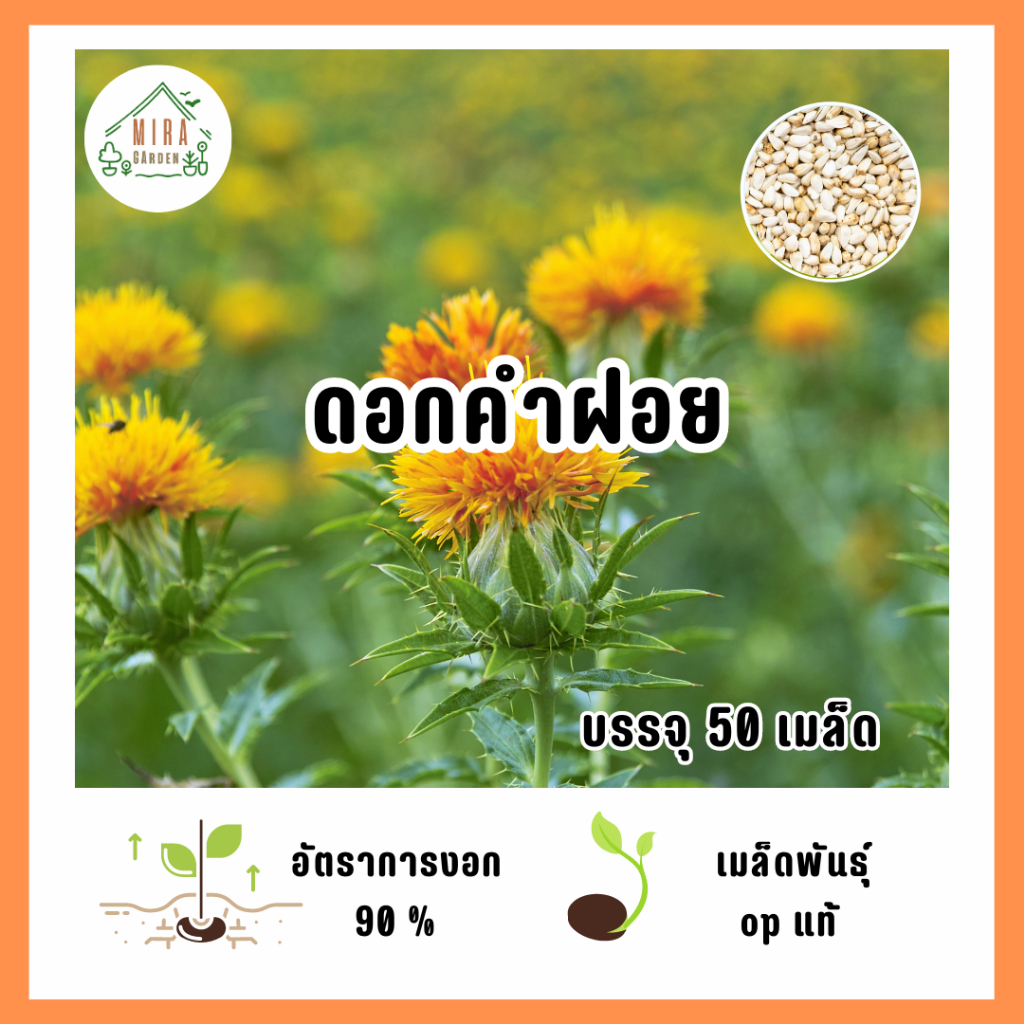 เมล็ดพันธุ์ ดอกคำฝอย บรรจุ 50 เมล็ด