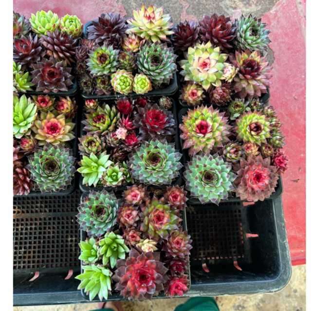 Sempervivum 'Bedivere' Sempervivum 'Bedivere' 4.5นิ้วรวมสายพันธ์