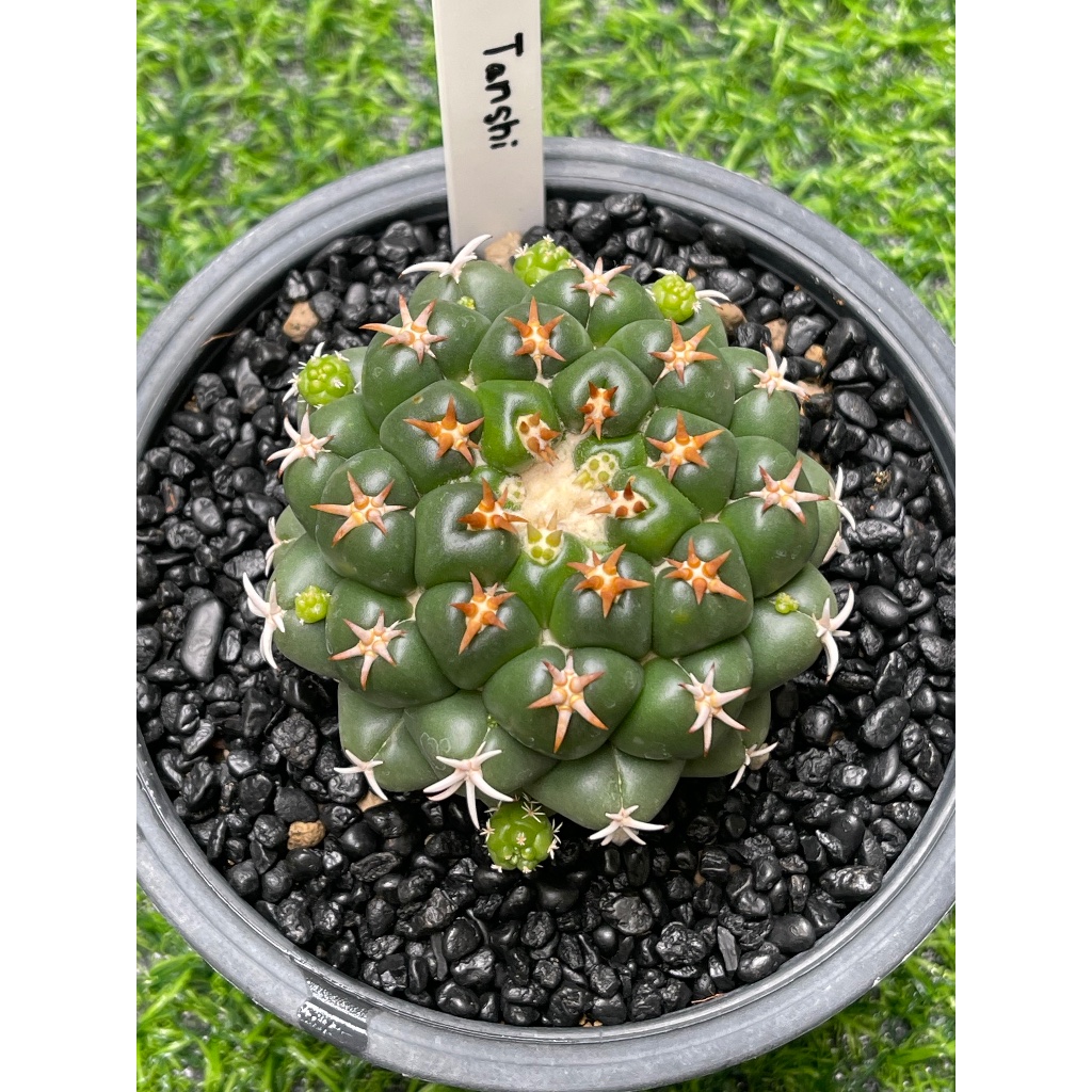 ช้างทันชิ หนามสั้น (ดอกสีชมพู) ไม้กราฟ  Coryphantha elephantidens Tanshi cactus กระบองเพชร