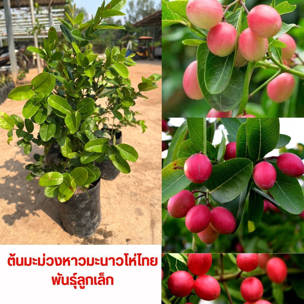 ตันมะม่วงหาวมะนาวโห่ ขนาด15-20เซนผลรส เปรี้ยวใช้ดองหรือทานสดจิ้มน้ำพริกได้