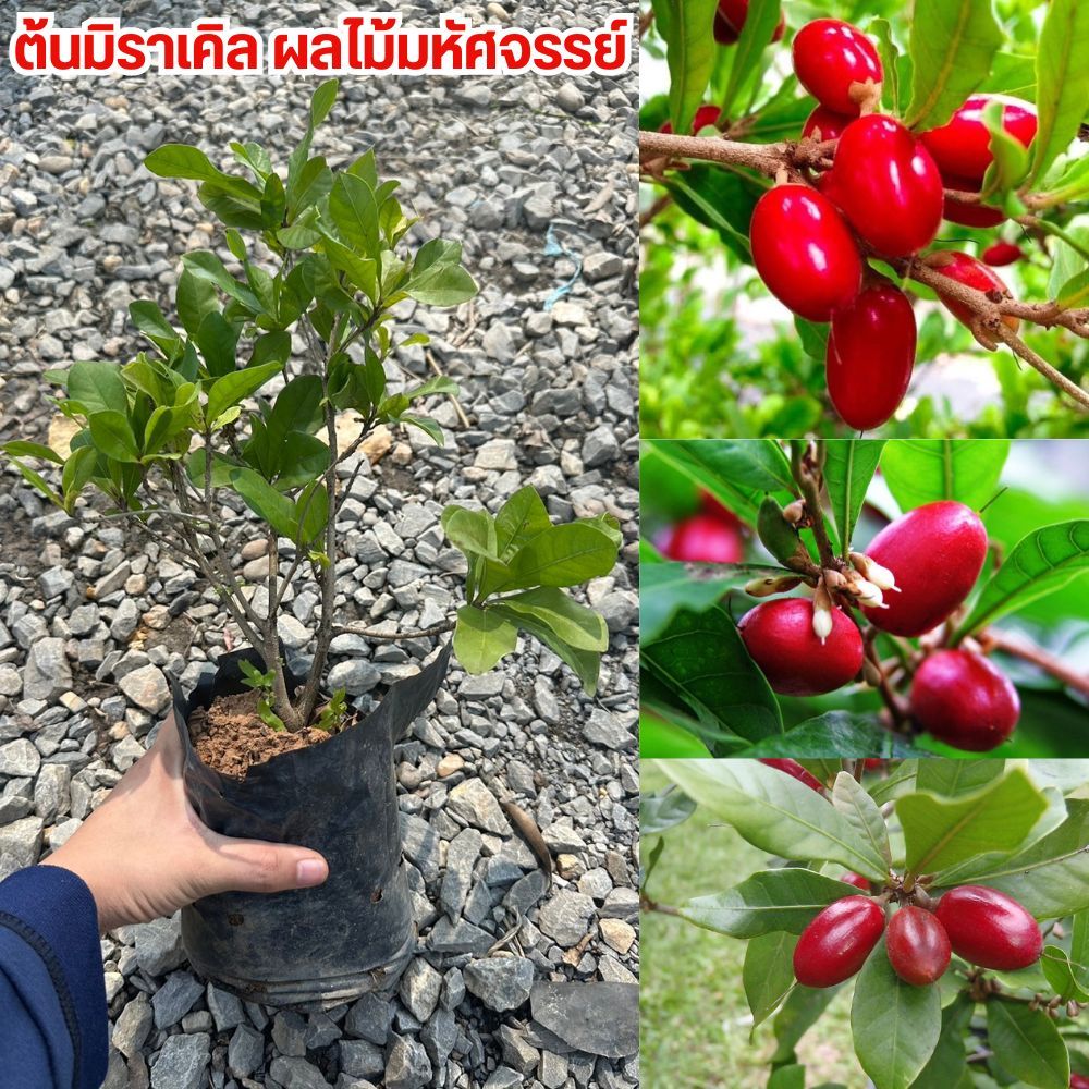 ต้นมหัศจรรย์หรือมิราเคิล ขนาดต้น 35-40 เซน