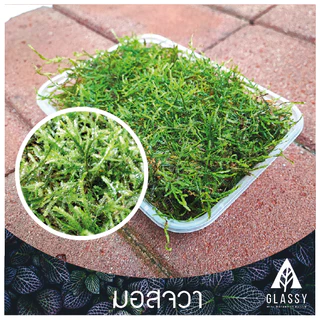 มอสสด พร้อมส่งหลายชนิด Moss จัดสวนขวด จัดตู้ชื้นน้ำตก ตู้ไม้น้ำ Terrarium มอสสดสะอาด