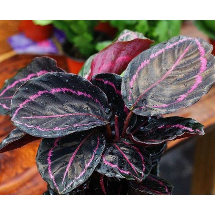 ต้นคล้าคริมสัน (Calathea Crimson) ไม้มงคลใบสวยงาม